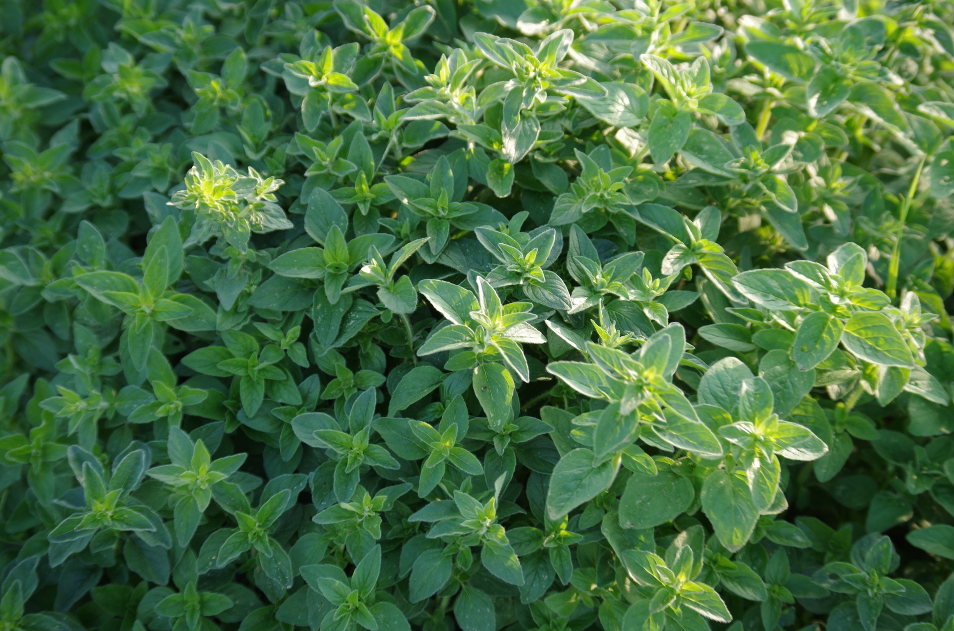 oregano